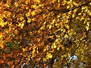 69 Il giallo tendente al rosso delle foglie dei faggi 